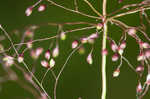 Cypress panicgrass